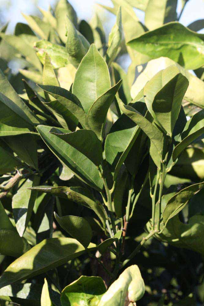            Sun leaves (Riverside, CA)   